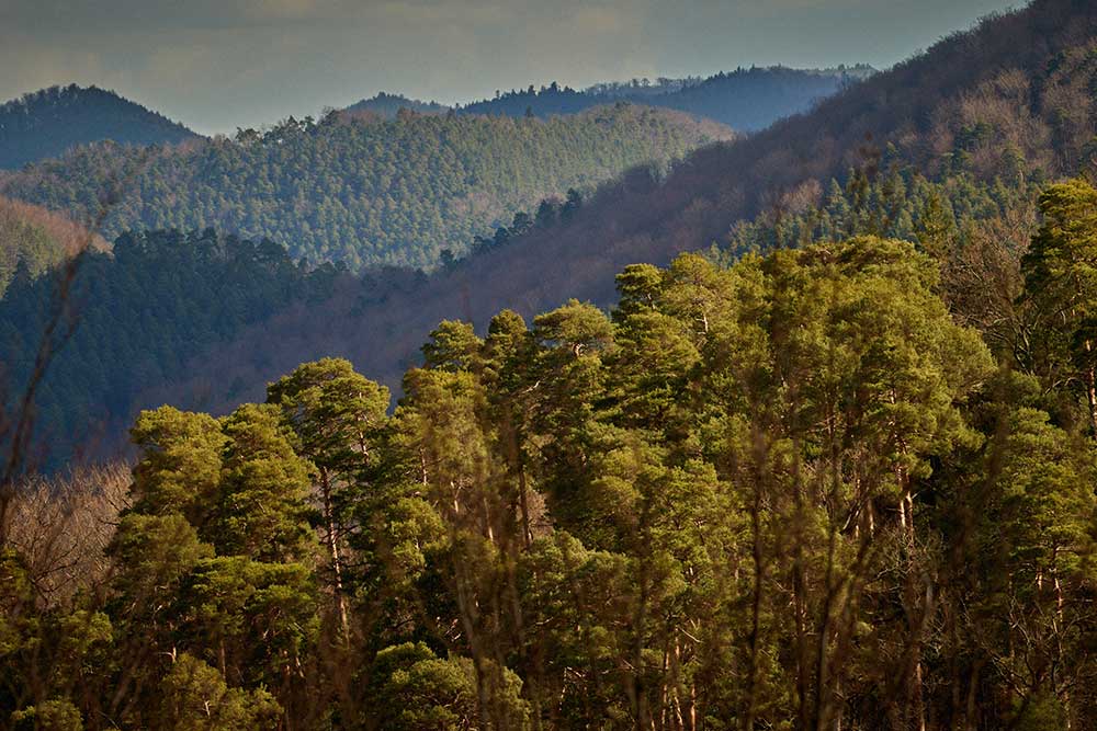 Puits de carbone : Crédit Mutuel Alliance Fédérale acquiert la forêt de  Dambach (Bas-Rhin / Moselle), l'une des cinq plus grandes forêts privées de  France. Un investissement écologique financé par le dividende